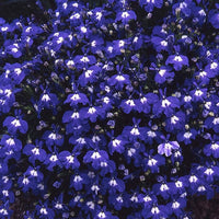 Lobelia Blue Wings Seeds for Vibrant Blue Flowers