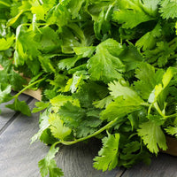 Cilantro Seeds Heirloom Garden Herb for Home Planting