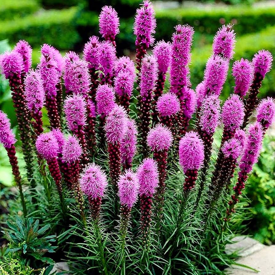 Pink Liatris Spicata Flower seeds for Planting - Perfect for Borders, Heirloom & GMO Free Seeds for Home Garden