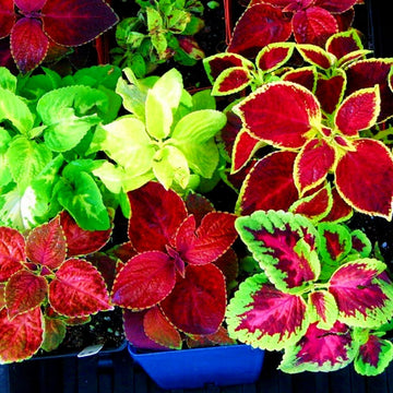 Mix Coleus Canina Flower seeds for Planting - Cottage Garden Essential, Heirloom & GMO Free Seeds for Home Garden