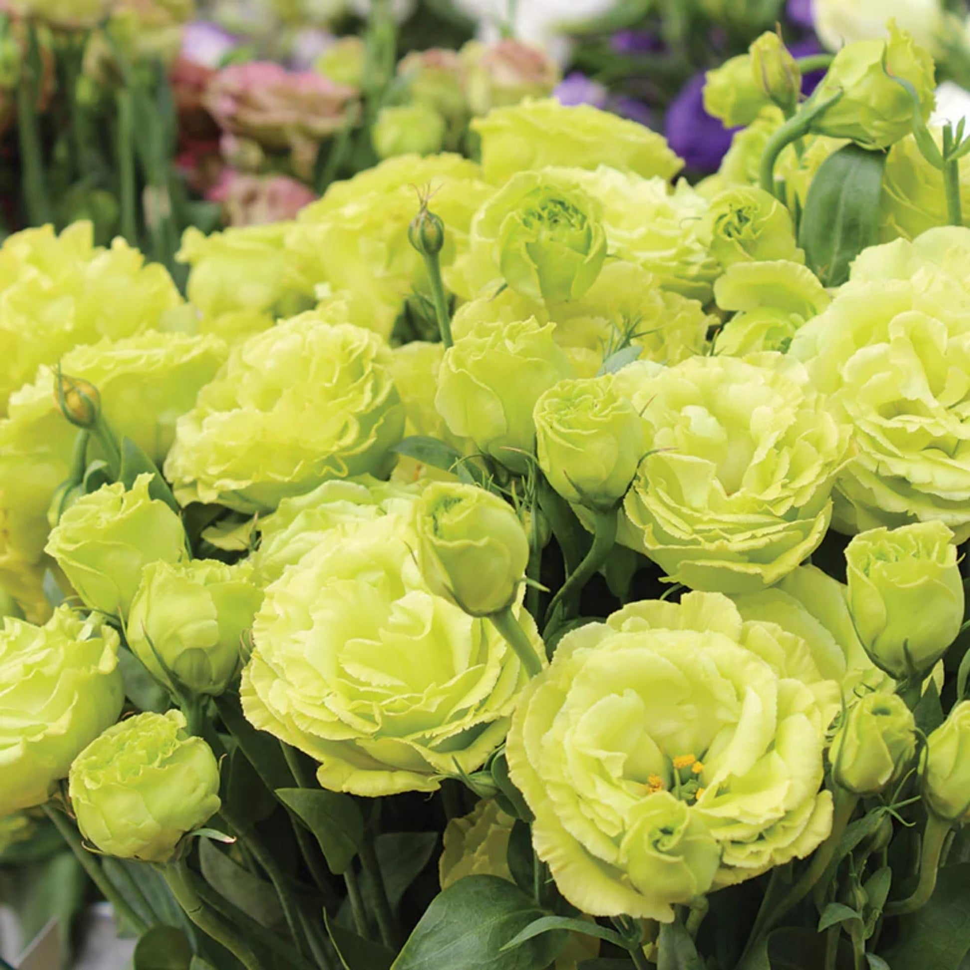 Light Green Lisianthus Flower seeds for Planting - Low Maintenance, Heirloom & GMO Free Seeds for Home Garden
