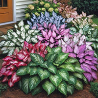 Hosta plants growing in a shaded garden area