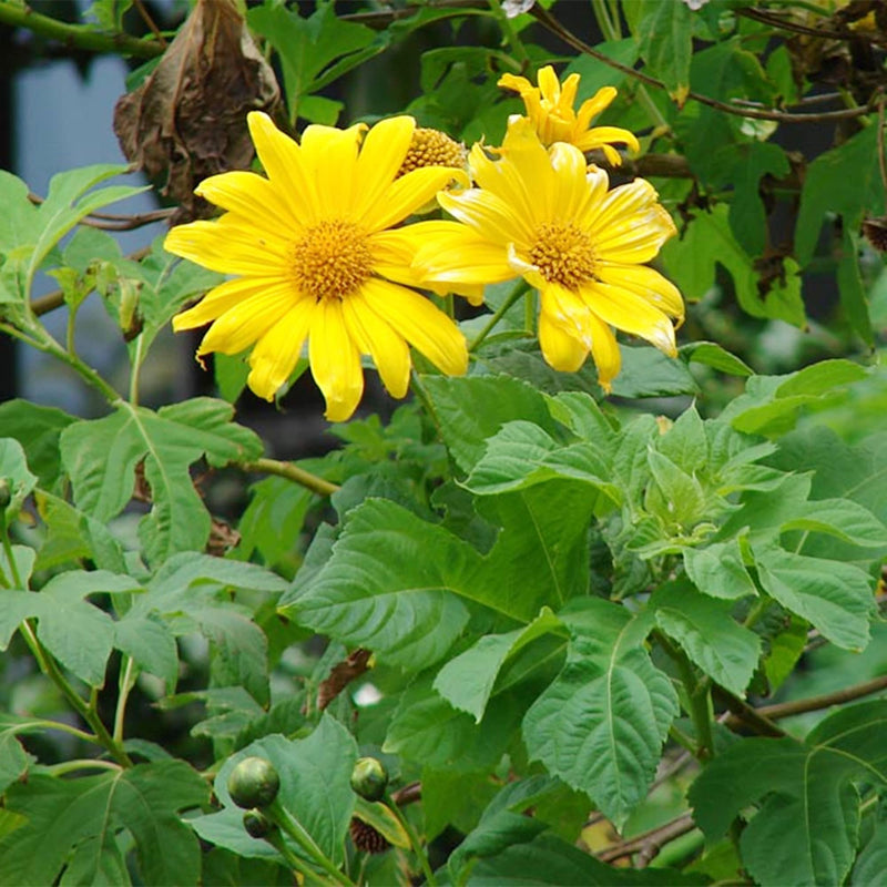 Yellow Rotundifolia Flower Seeds for Planting Ideal for Brightening Gardens with Vibrant Blooms