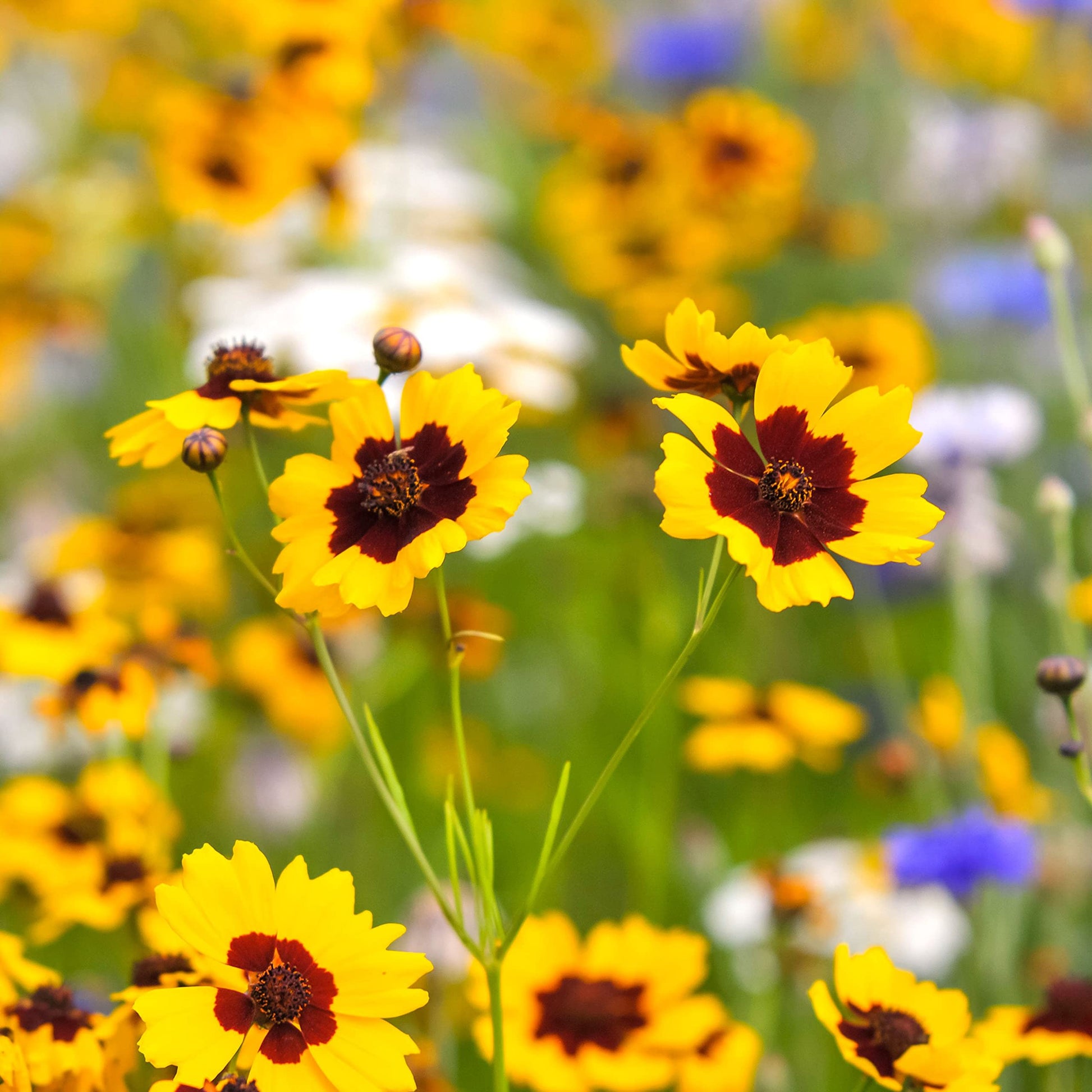 Calliopsis Flower seeds for Planting - Fragrant Blossoms, Heirloom & GMO Free Seeds for Home Garden