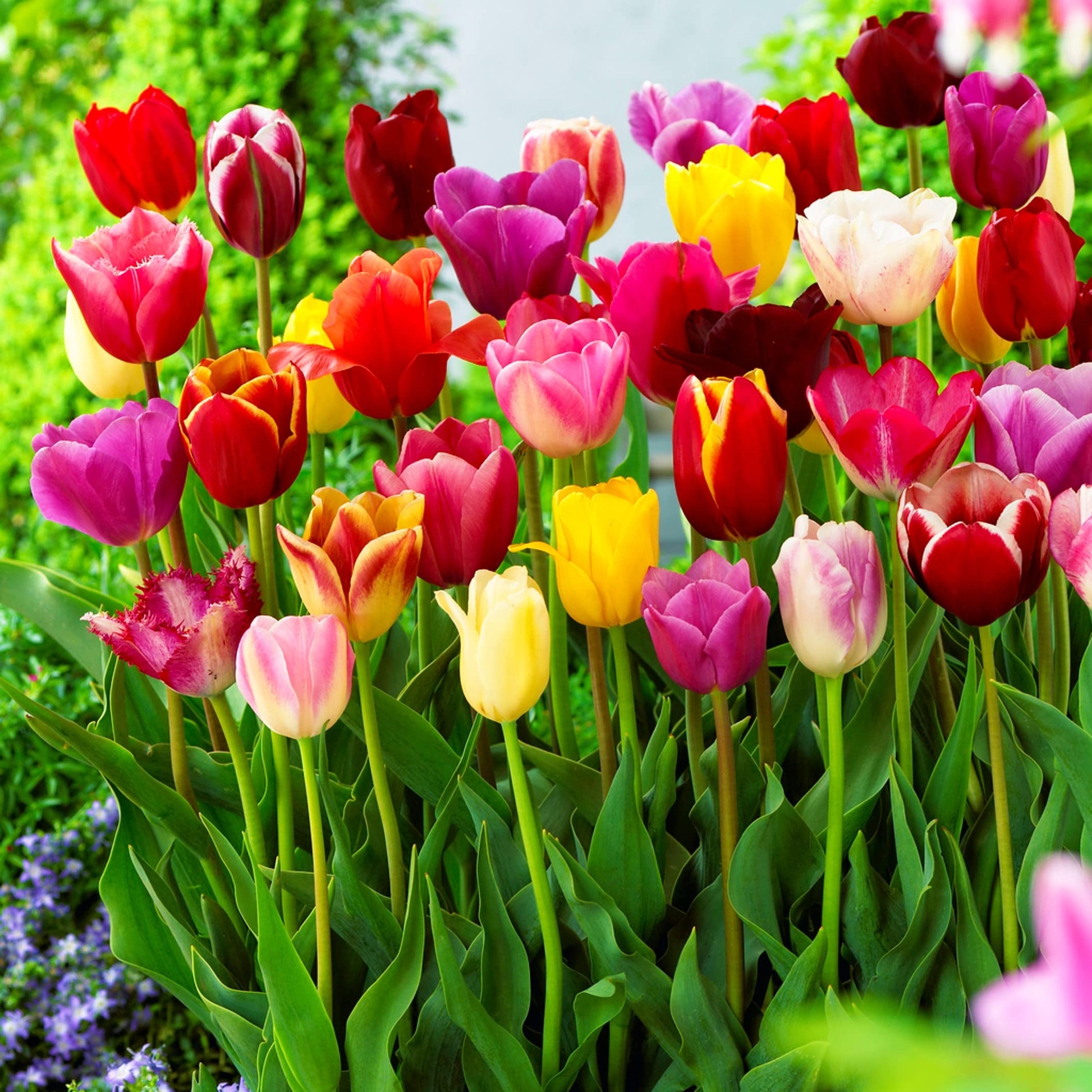 Mixed Tulip bulbs for garden planting