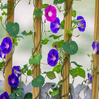 Glory Morning Glory Flower Seeds for Planting