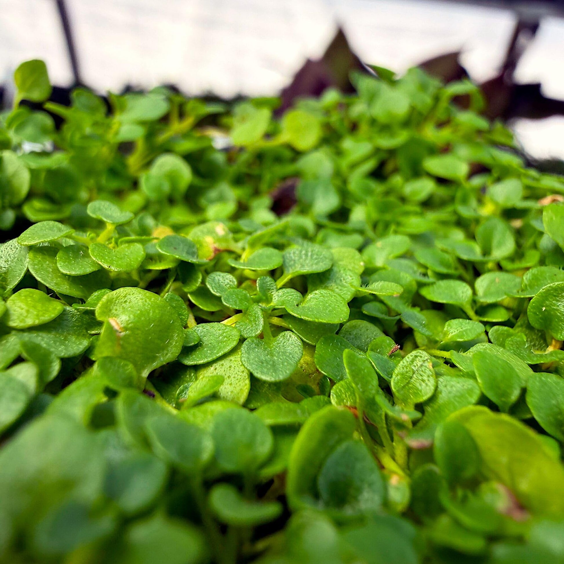Corsican Mint (Mentha requienii) Herb Fragrant Ground Cover Flower Seeds