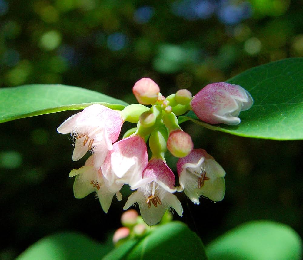 Western Snowberry (Symphoricarpos occidentalis) Shrub White Pink Flower Seeds