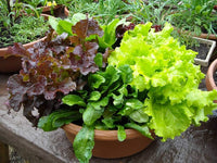 Lettuce Mix Seeds for Indoor Planting