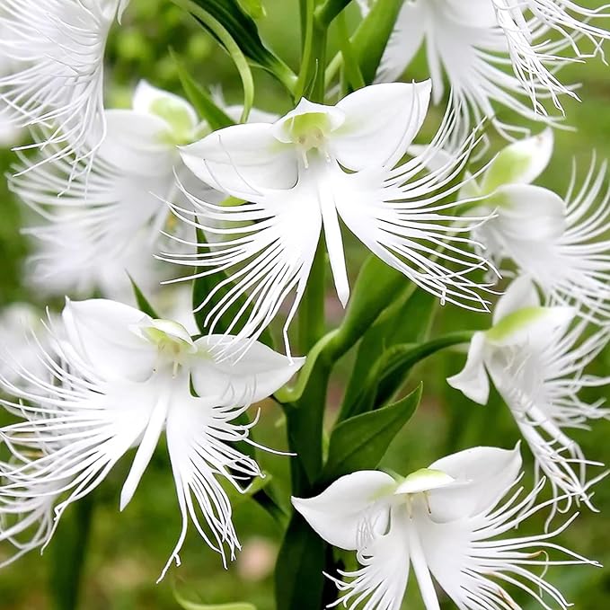 Radiata Flower seeds for Planting - Colorful Display, Heirloom & GMO Free Seeds for Home Garden
 
 Sale for planting in home garden