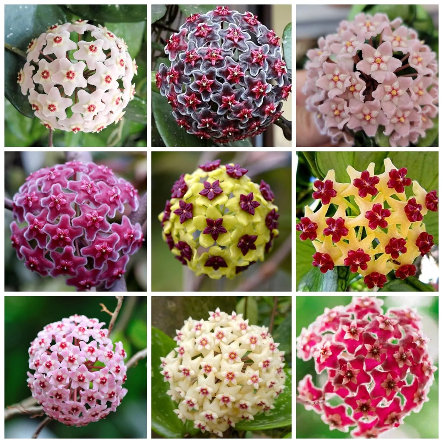 Mixed Colour Hoya Flower Seeds for Planting Shade Tolerant Heirloom & GMO Free Seeds for Home Garden
 
 Sale