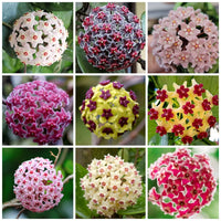 Multi Carnosa Flower Seeds – Sun Loving Heirloom NonGMO Seeds for Home Garden
 
 Sale
