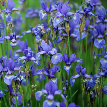 Iris Sibirica Seeds for planting in water-edge garden