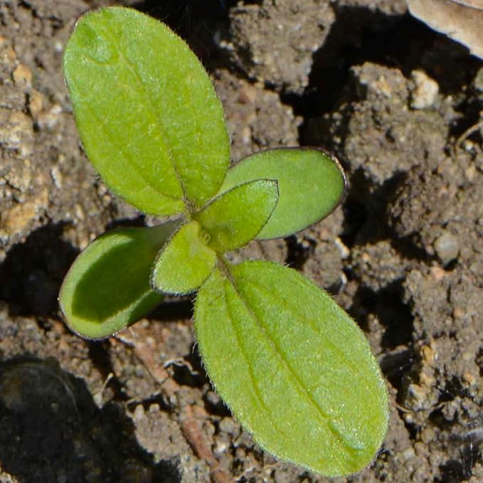 Sunflower Mammoth Grey Stripe Seeds for Large Garden Sunflowers