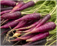 Purple carrot plants growing with green leafy tops