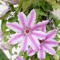 Clematis Baby Pink Flower seeds for Planting - Perfect for Borders, Heirloom & GMO Free Seeds for Home Garden