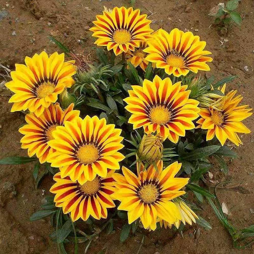 Orange Peacock Gazania Gazania rigens Seeds for Planting home garden flower bed