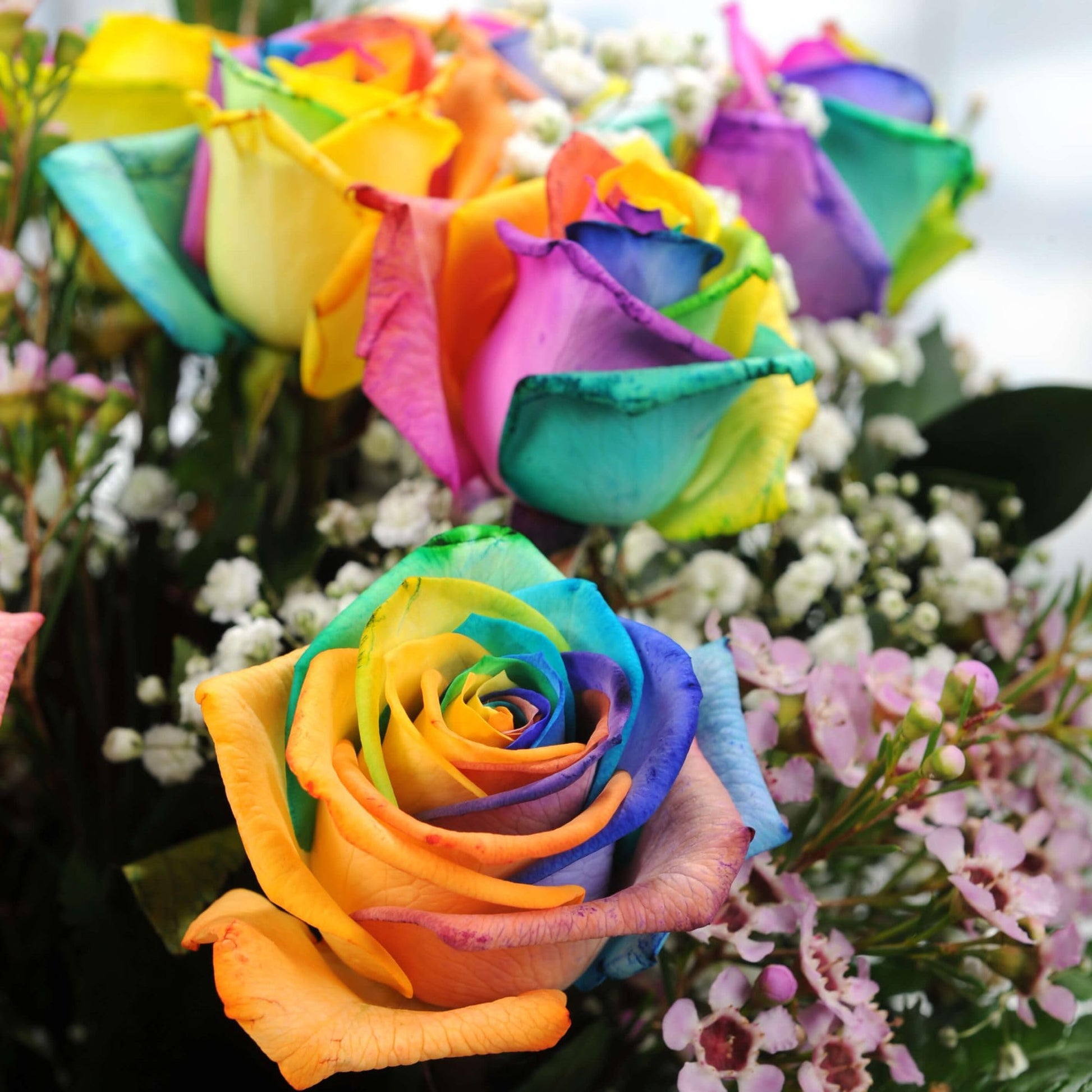 Rainbow Rose Flower seeds for Planting - Garden Favorite, Heirloom & GMO Free Seeds for Home Garden