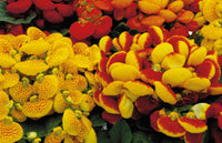 Red Yellow Calceolaria Flower seeds for Planting - Drought Tolerant, Heirloom & GMO Free Seeds for Home Garden