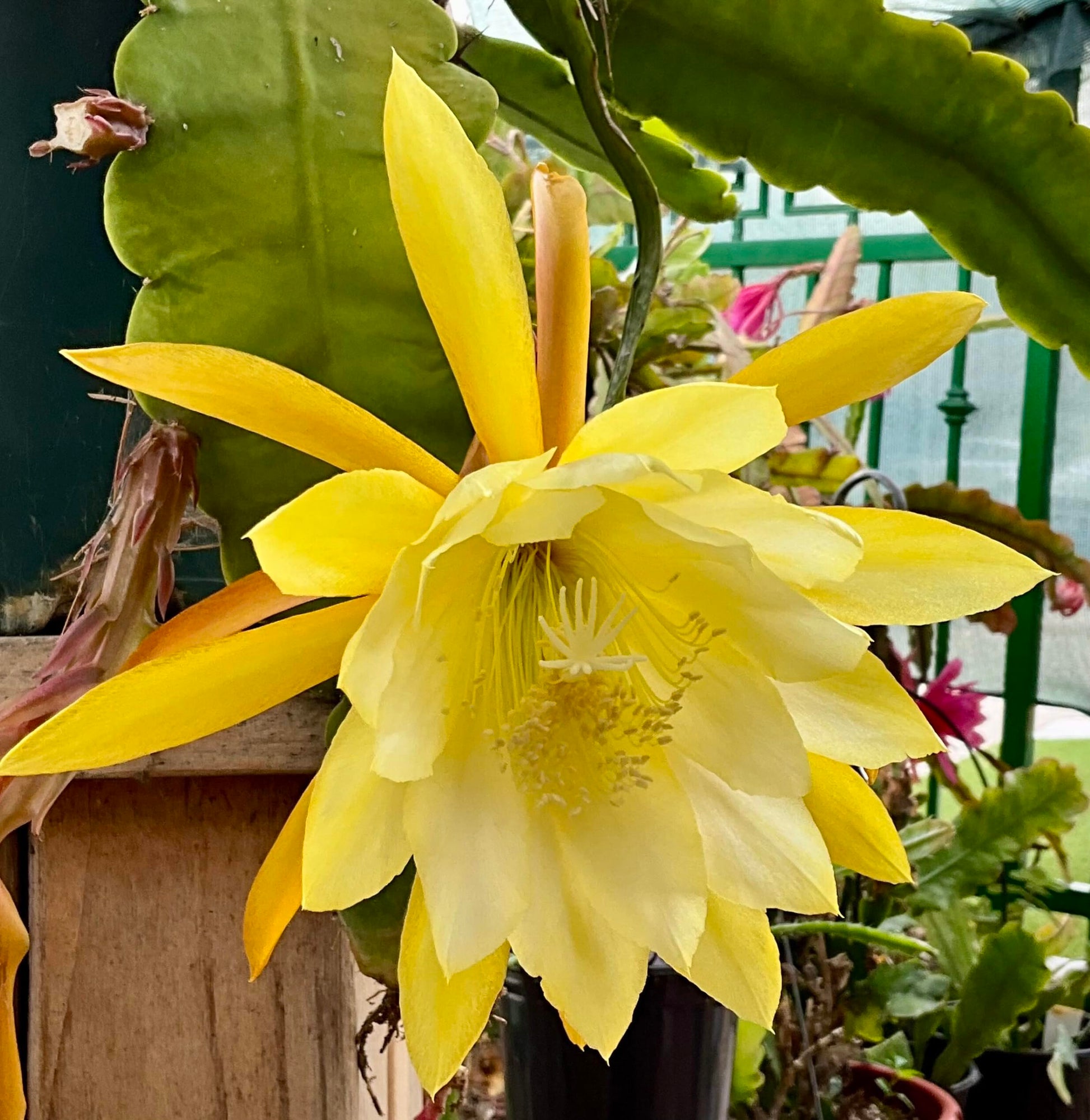 Yellow Epiphyllum Flower seeds for Planting - Drought Tolerant, Heirloom & GMO Free Seeds for Home Garden