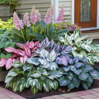 Brilliant Hosta Bulbs Mix for lush shade garden planting

