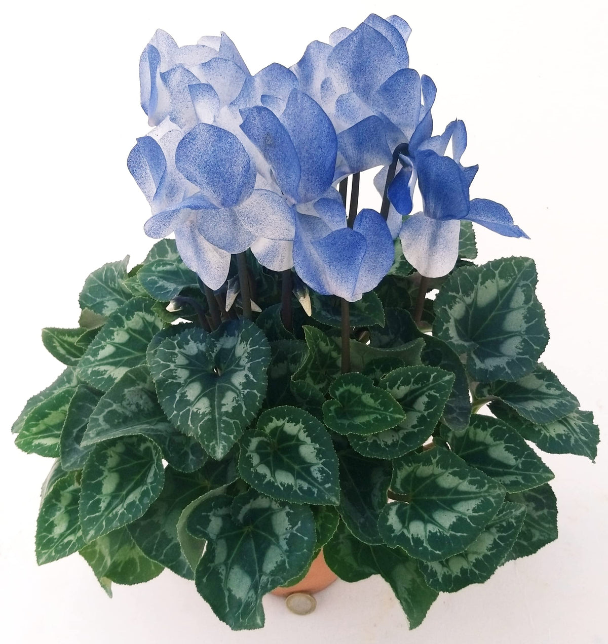 Blue (Blue White) seeds for planting in home garden