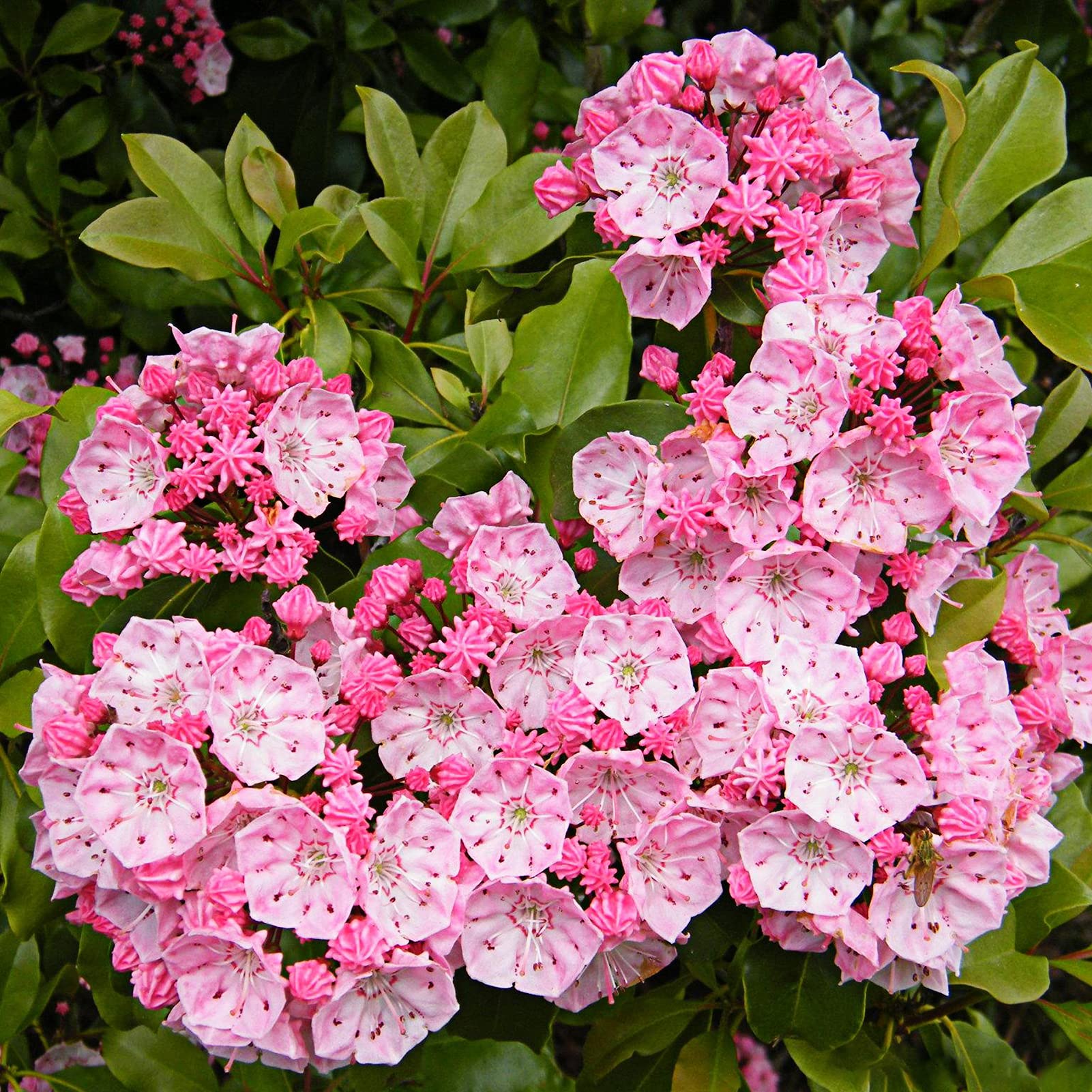 Pink Laurel Flower seeds for Planting - Premium Quality, Heirloom & GMO Free Seeds for Home Garden
