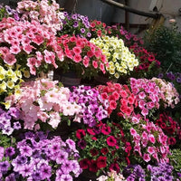 Petunia Petunia spp. Seeds for Planting in Flower Bed & Garden