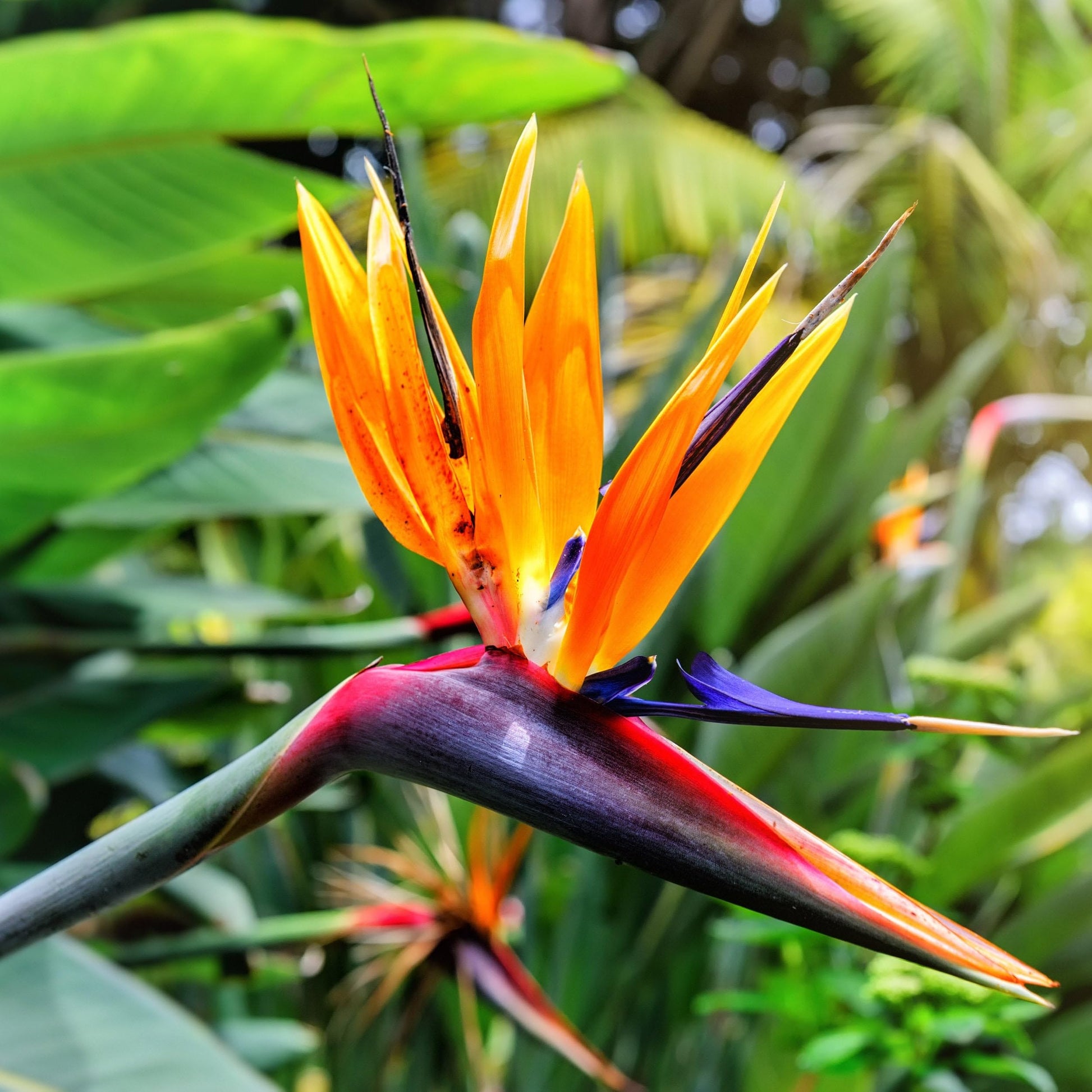 Strelitzia Flower seeds for Planting - Premium Quality, Heirloom & GMO Free Seeds for Home Garden