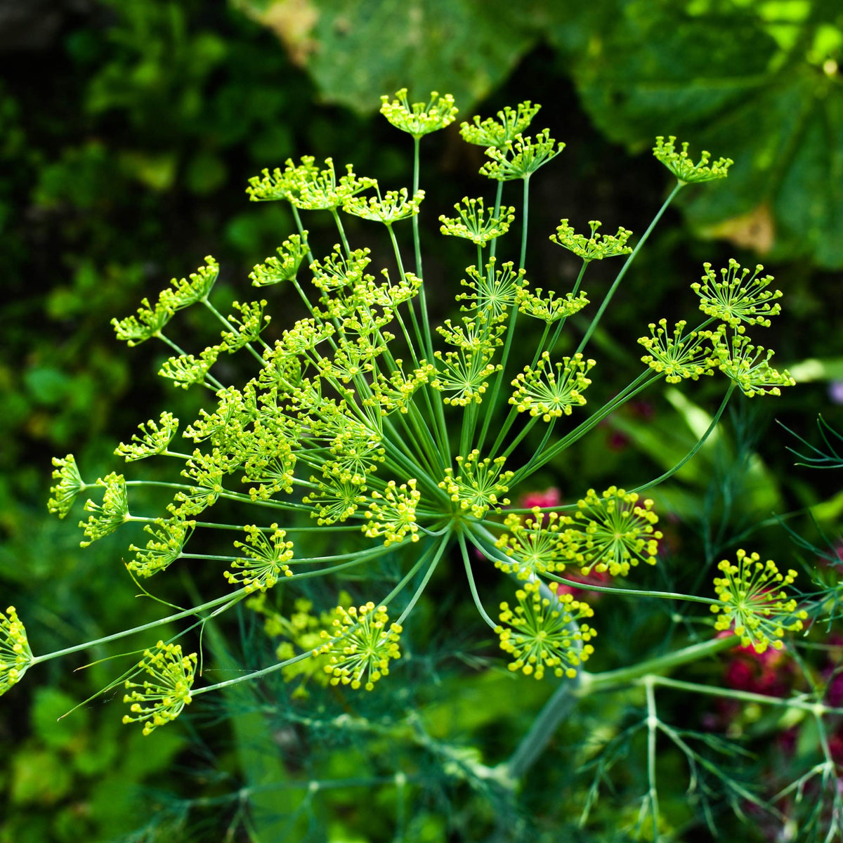 Anethum Graveolens Seeds Flower seeds for Planting - Bright Blooms, Heirloom & GMO Free Seeds for Home Garden
 
 Sale for planting in home garden.
