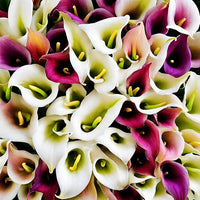 Lily Lilium spp Flower Seeds for Planting in Flower Bed