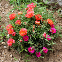 Mixed Moss Rose Purslane Double Flower Seeds