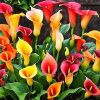 Lily Lilium spp Flower Seeds for Planting in Flower Bed