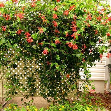 Honeysuckle Vine Lonicera spp for planting in garden trellis
