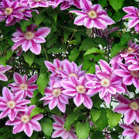 Pink Violet Clematis Flower seeds for Planting - Low Maintenance, Heirloom & GMO Free Seeds for Home Garden