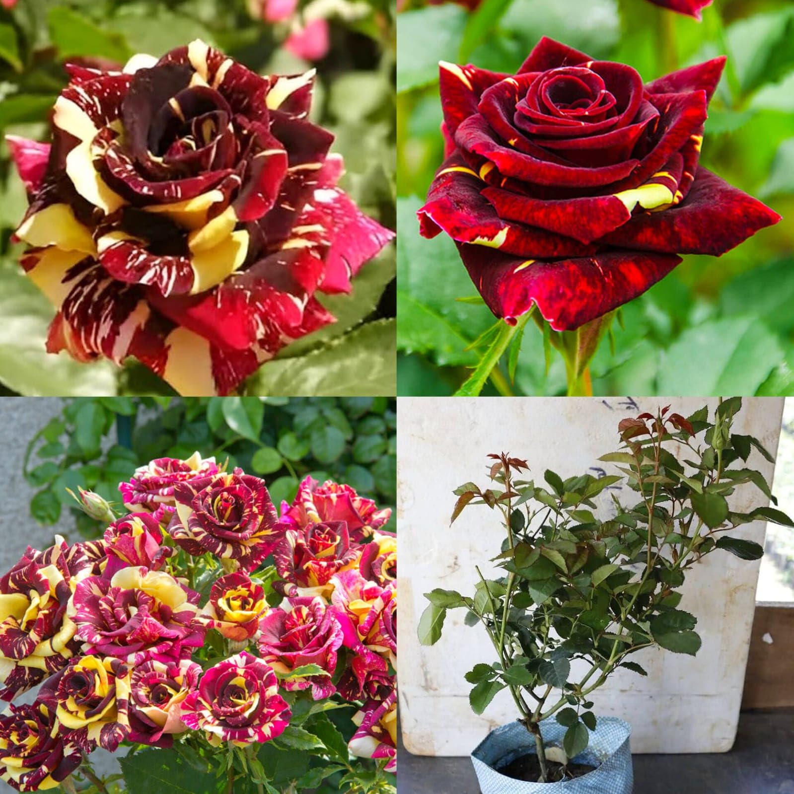 Rose bulbs planted along an attractive garden border

