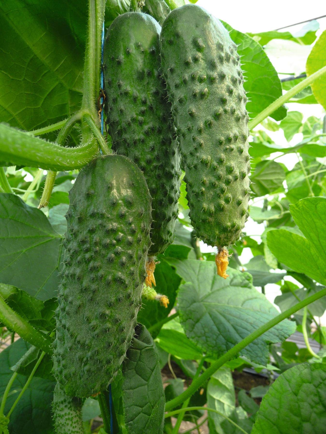 Titus F1 Cucumber Seeds | Mid-Early GMO-Free Garden Variety for Home Growing