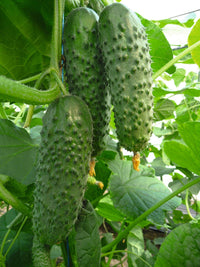 Titus F1 Cucumber Seeds | Mid-Early GMO-Free Garden Variety for Home Growing