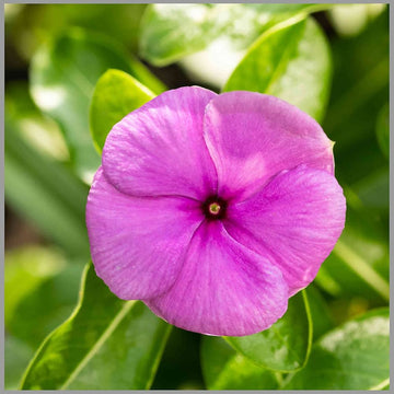 Pink Catharanthus Flower seeds for Planting - Seasonal Bloomer, Heirloom & GMO Free Seeds for Home Garden