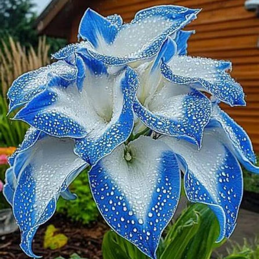Brilliant Hosta bulbs mix for garden planting