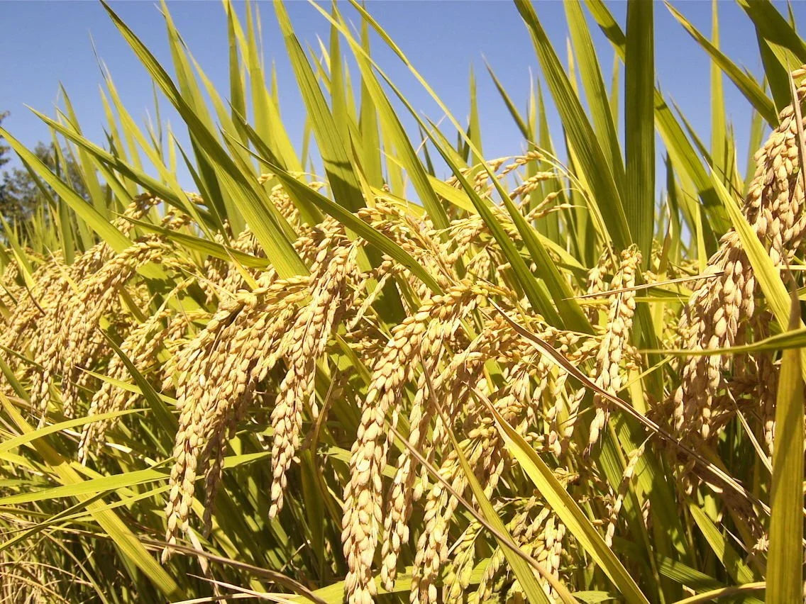 Green jasmine rice plants growing in a cultivated field.