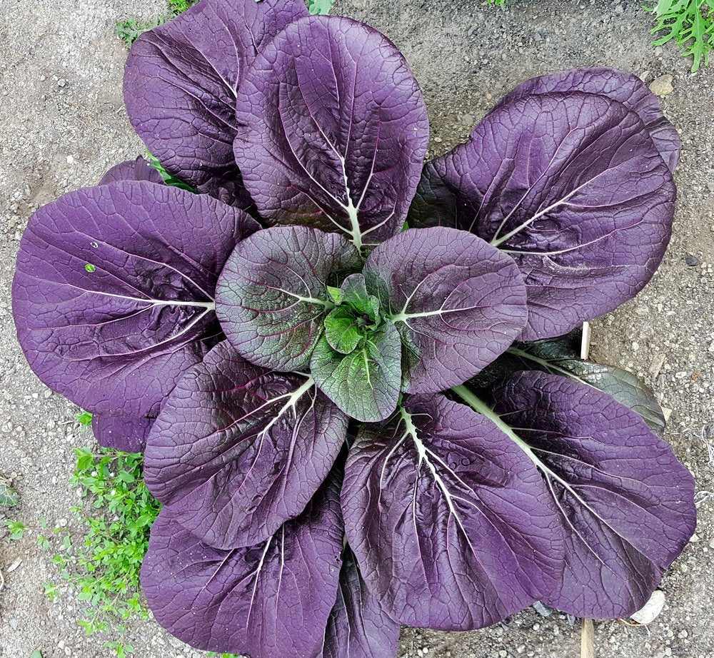 Purple Tsoi-Sim seeds for planting in home vegetable gardens