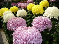 Mix Chrysanthemum Flower seeds for Planting Perfect for Borders Heirloom & GMO Free Seeds for Home Garden
 
 Sale
