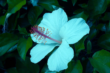 Sea Blue Hibiscus Flower Seeds for Planting – Heirloom NonGMO BorderFriendly Organic Garden Seeds with High Germination
 
 Sale