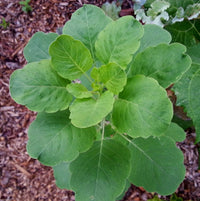 Papalo Porophyllum ruderale herb growing with vibrant green leaves.