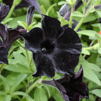 White Black Petunia Planting - Seed For Beautiful Outdoor Spaces Flower Seeds