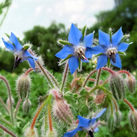 Borago Officinalis Flower seeds for Planting Vibrant Colors Heirloom & GMO Free Seeds for Home Garden