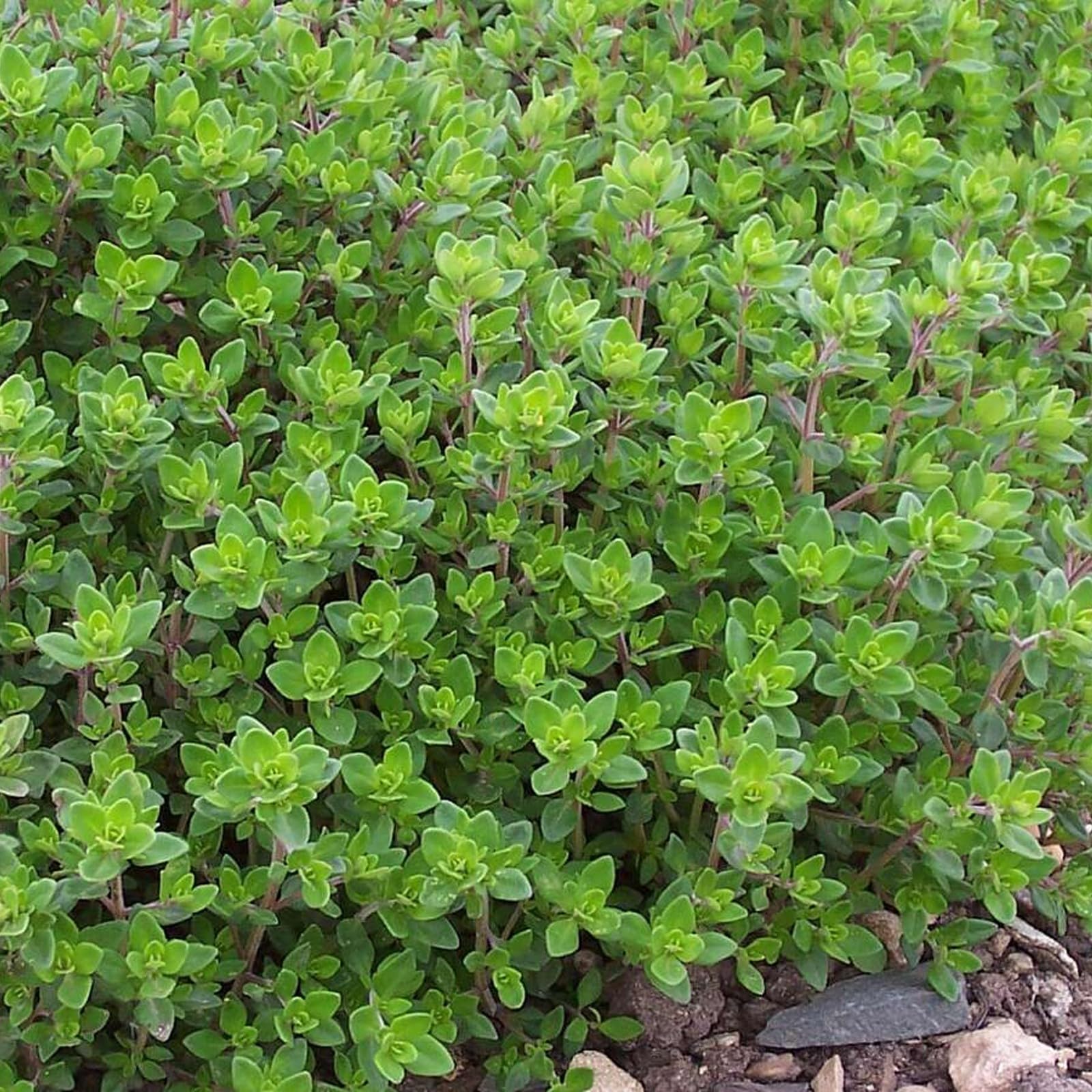 Fragrant herb plants for a home garden display