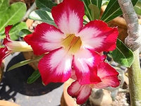 Mixed Desert Rose Adenium obesum Flower Seeds for Planting in Flower Bed and Garden