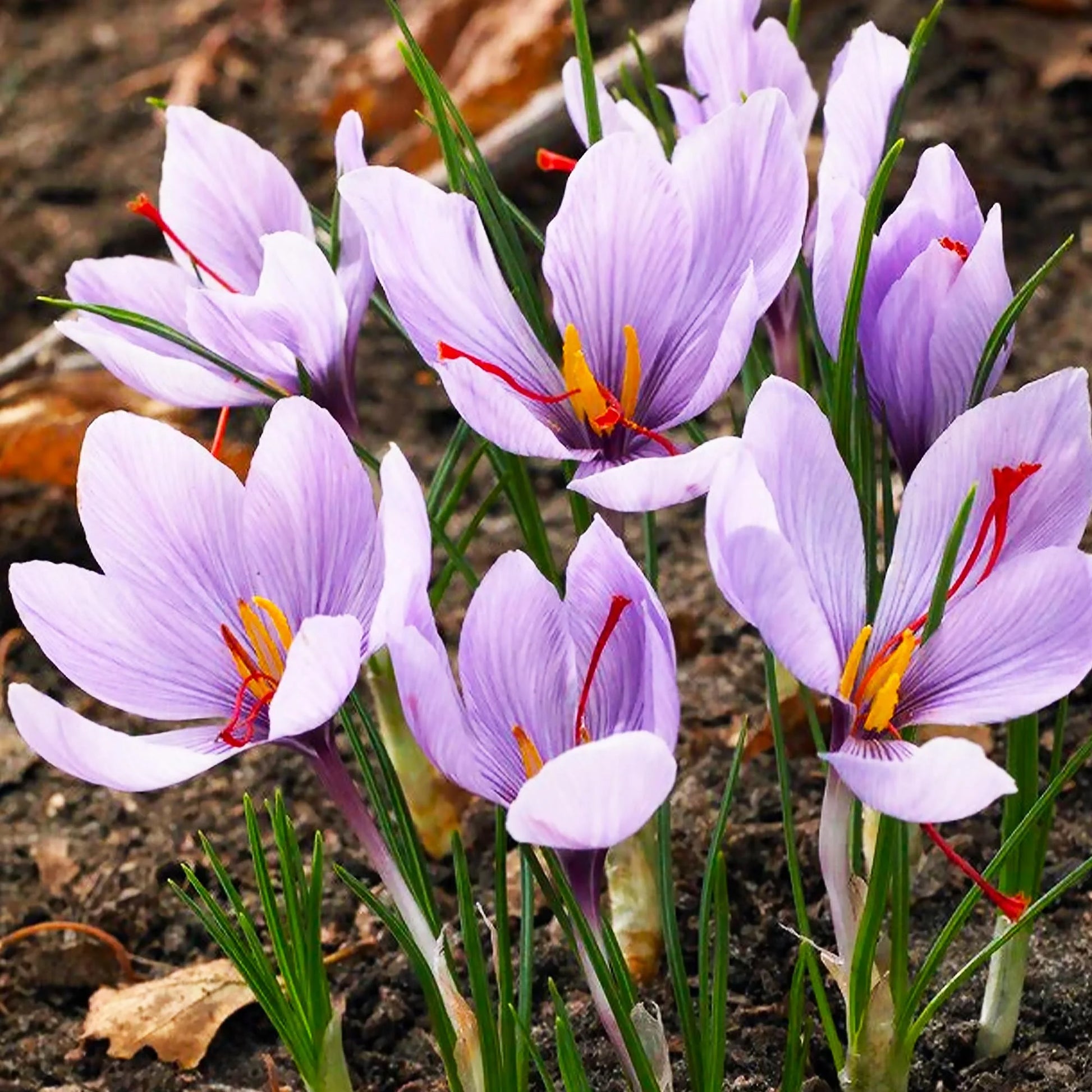 Heirloom Crocus Sativus Flower seeds for Planting Hardy Variety Heirloom & GMO Free Seeds for Home Garden